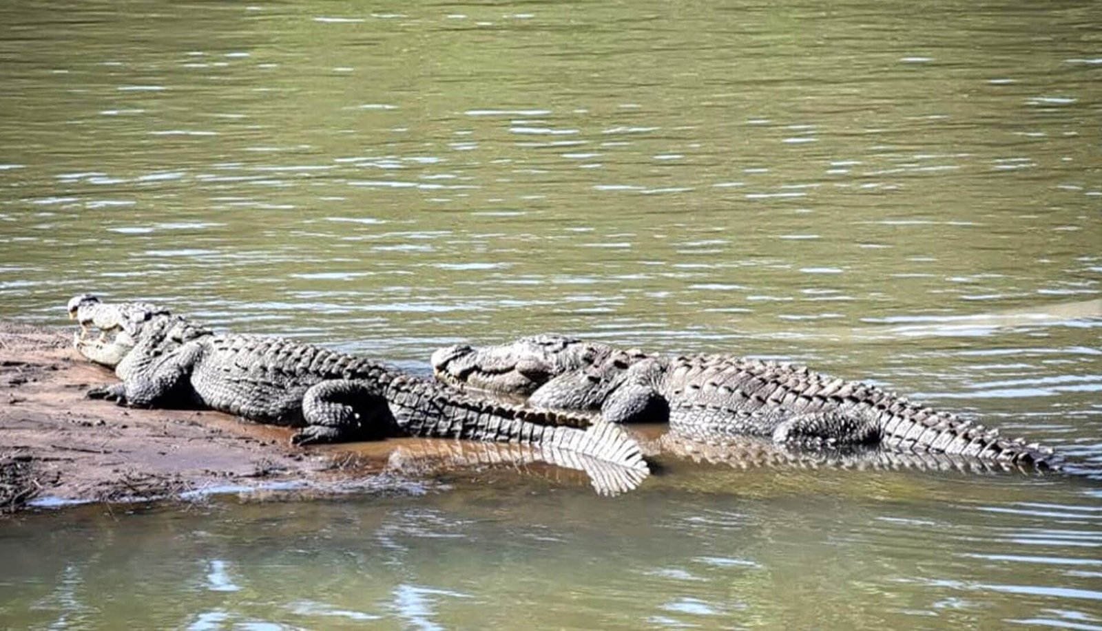 crocodile-park-in-dandeli